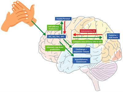 Therapeutic Alliance as Active Inference: The Role of Therapeutic Touch and Biobehavioural Synchrony in Musculoskeletal Care